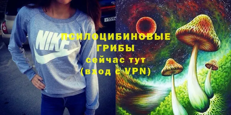 Галлюциногенные грибы Psilocybine cubensis  Мариинск 